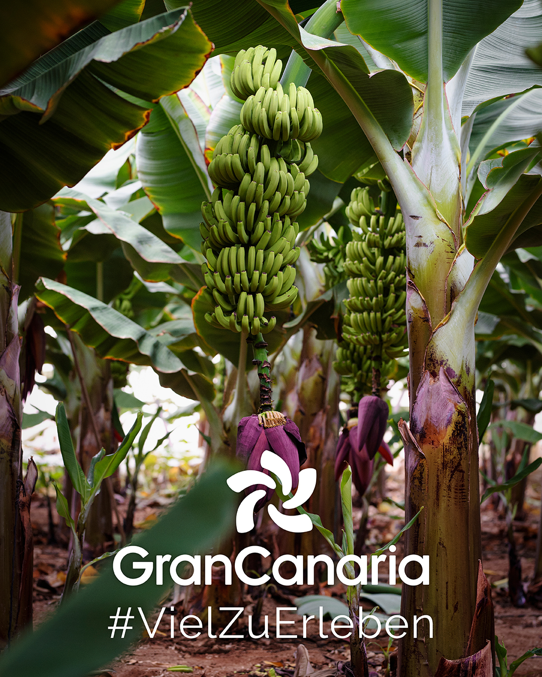 Instagram-Posts Gran Canaria